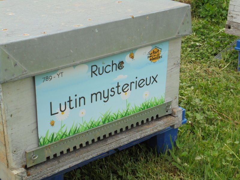 La ruche Lutin mysterieux