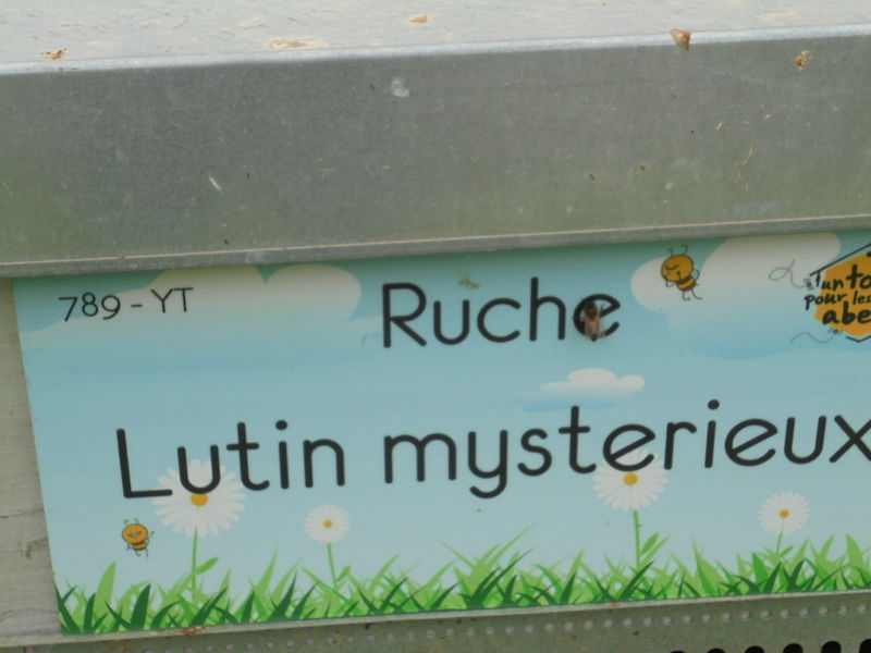 La ruche Lutin mysterieux