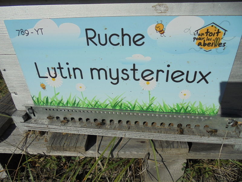 La ruche Lutin mysterieux