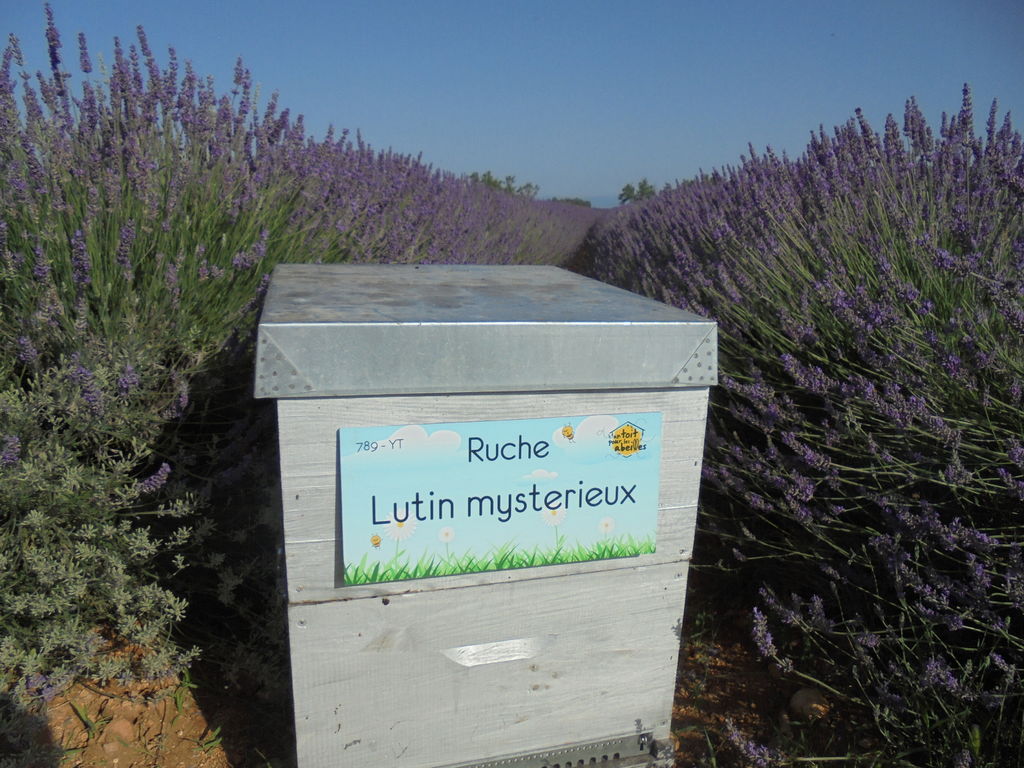 La ruche Lutin mysterieux