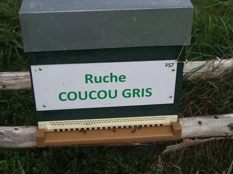 La ruche