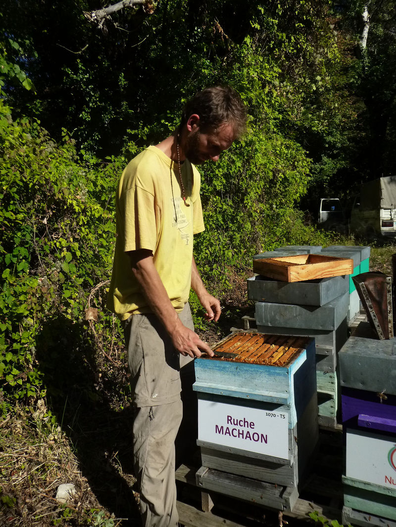 La ruche Machaon
