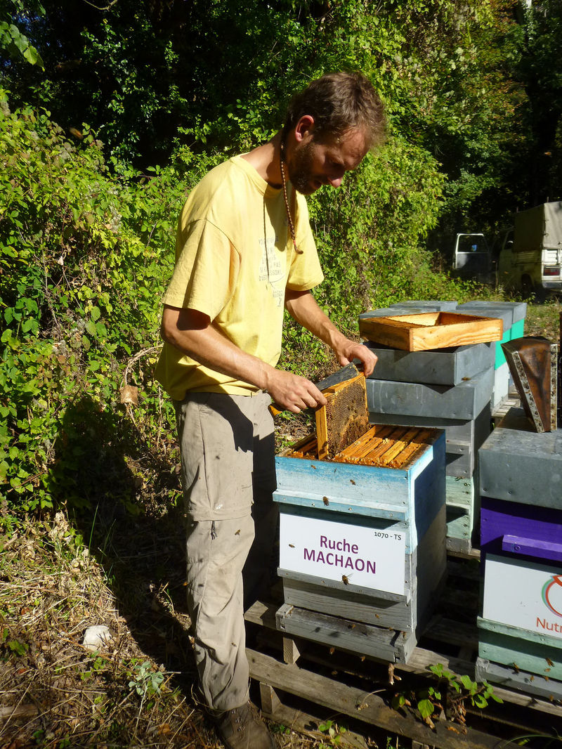 La ruche Machaon