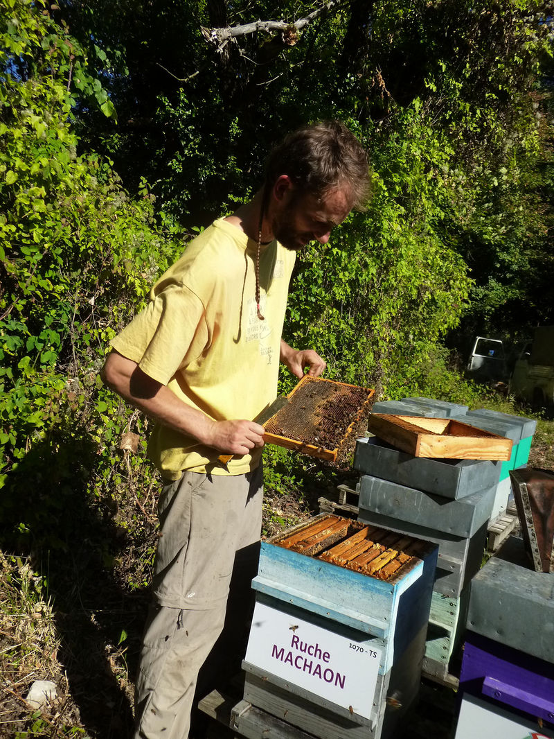 La ruche Machaon