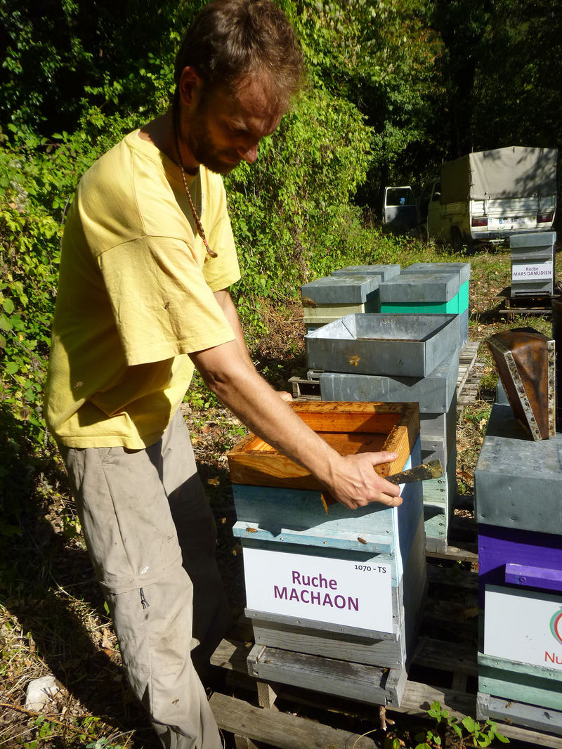 La ruche Machaon