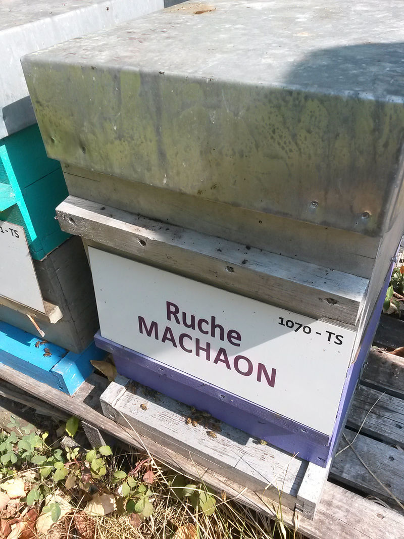 La ruche Machaon