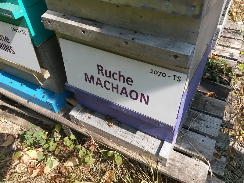La ruche Machaon