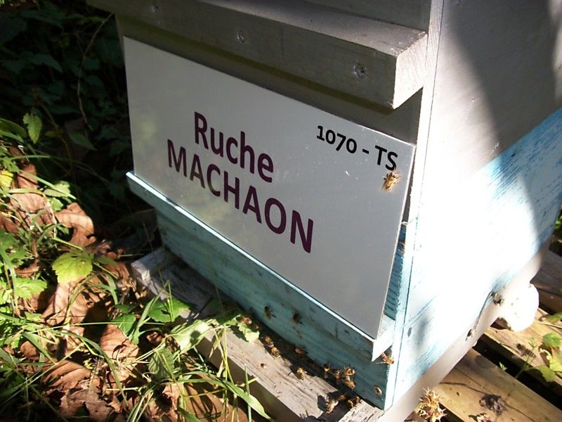 La ruche Machaon