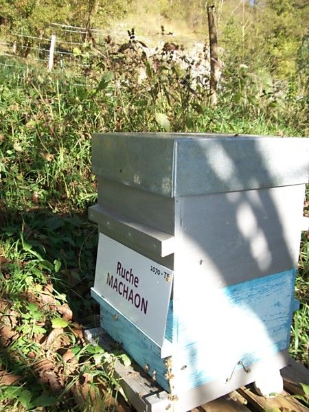 La ruche Machaon