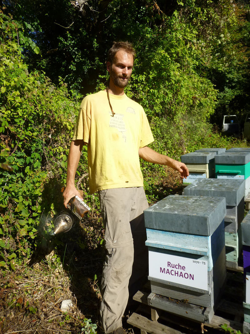 La ruche Machaon
