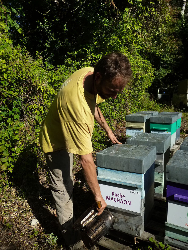 La ruche Machaon