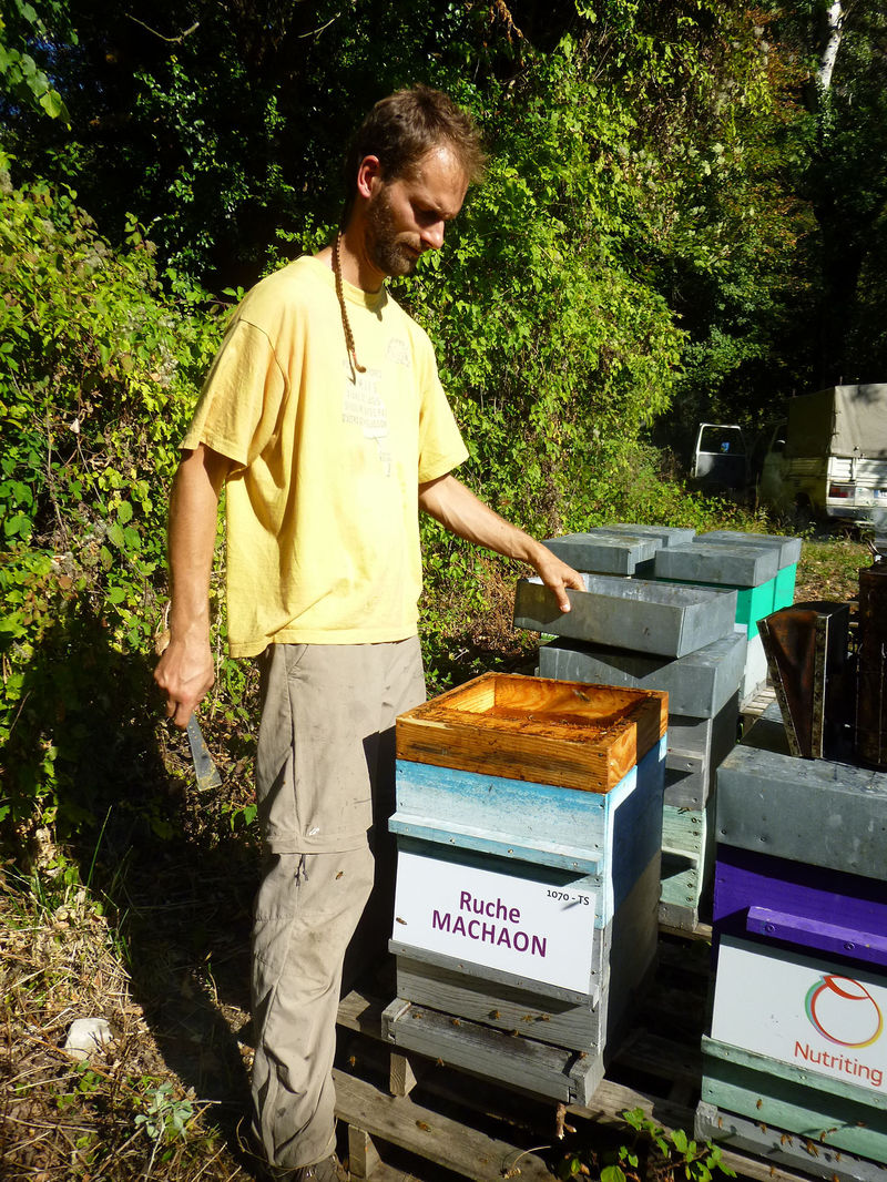 La ruche Machaon