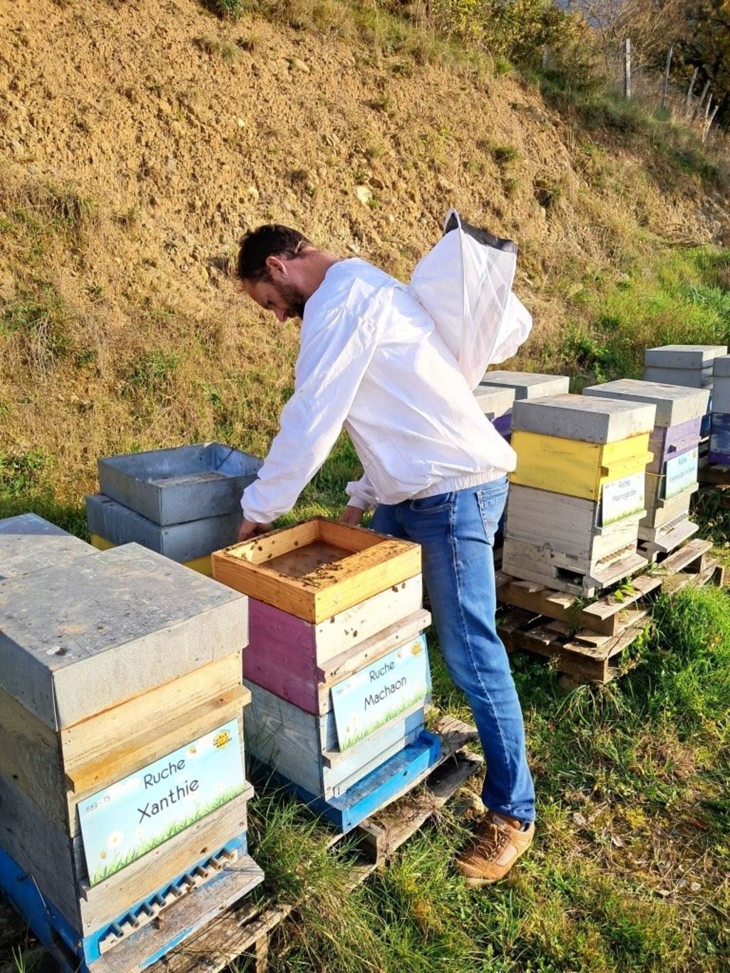 La ruche Machaon