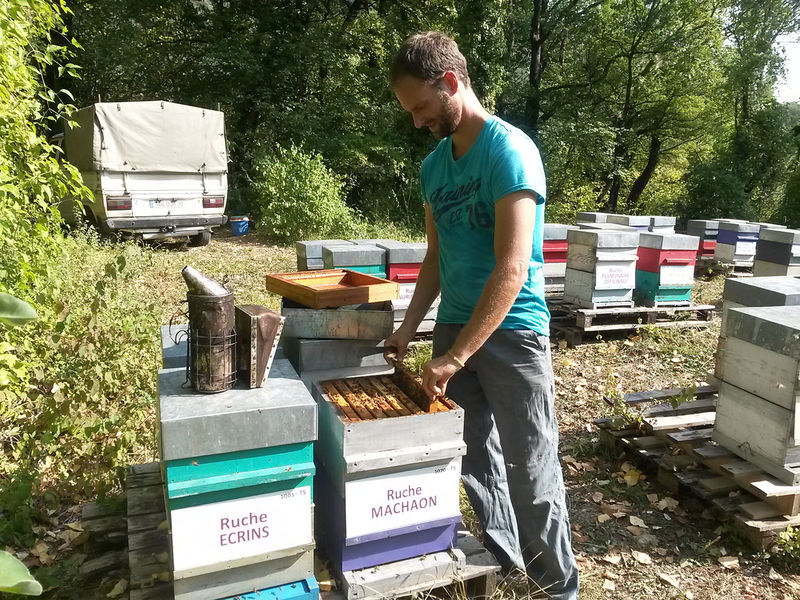 La ruche Machaon