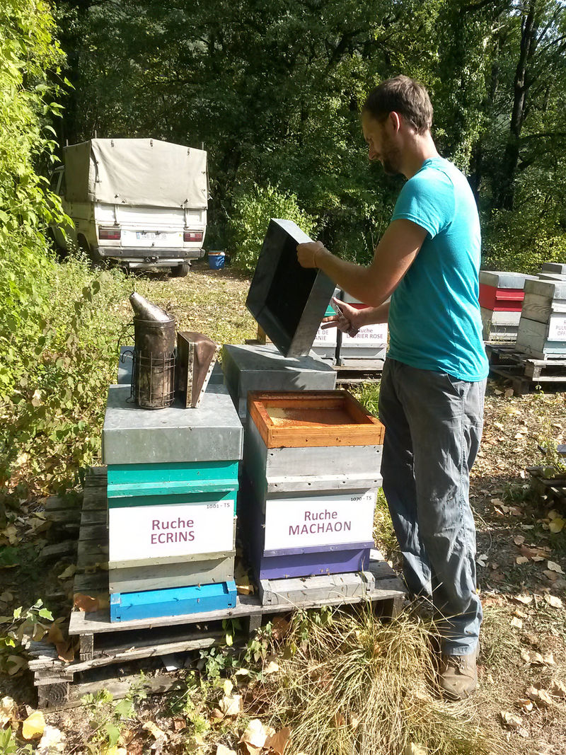 La ruche Machaon