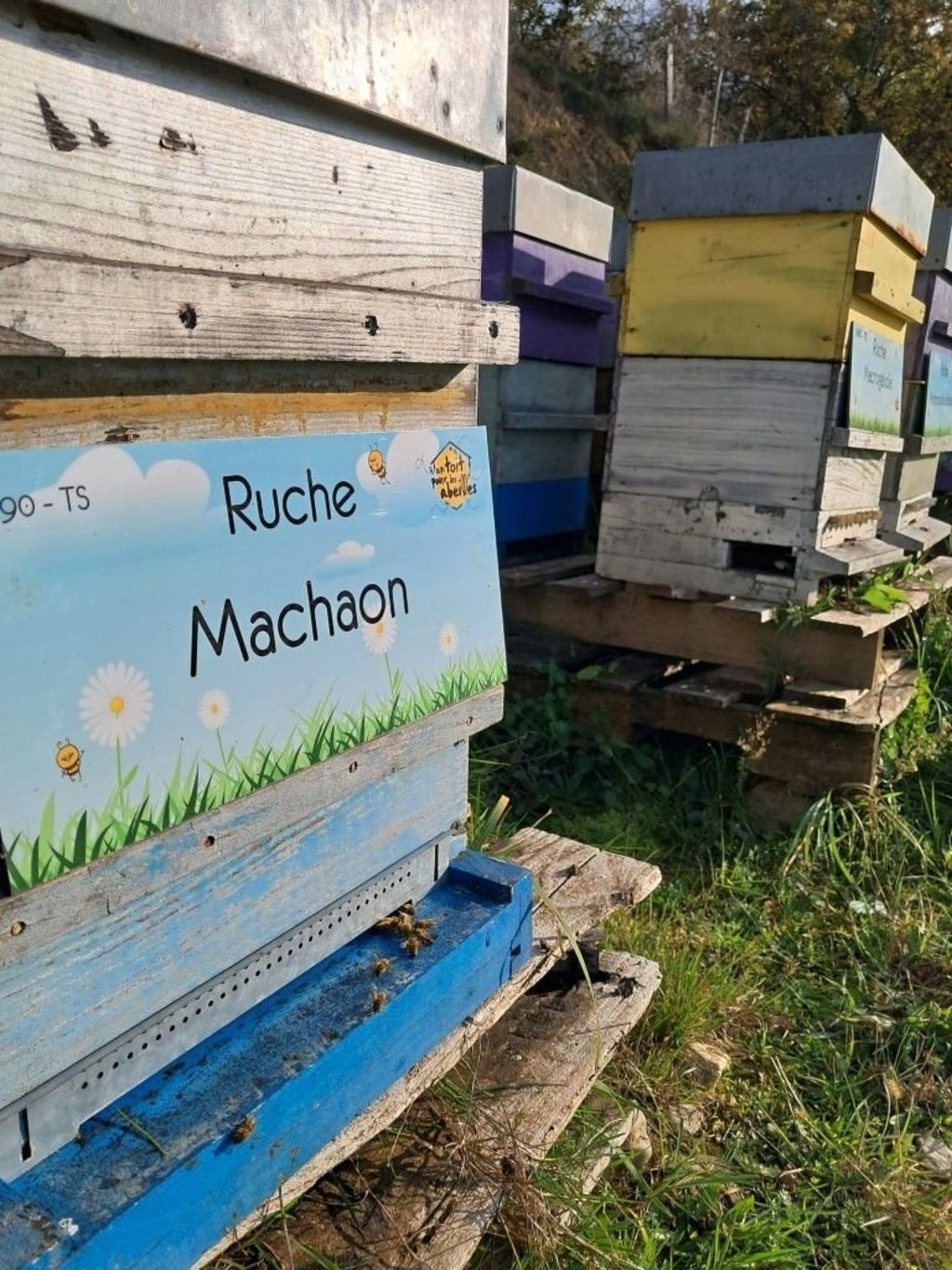 La ruche Machaon