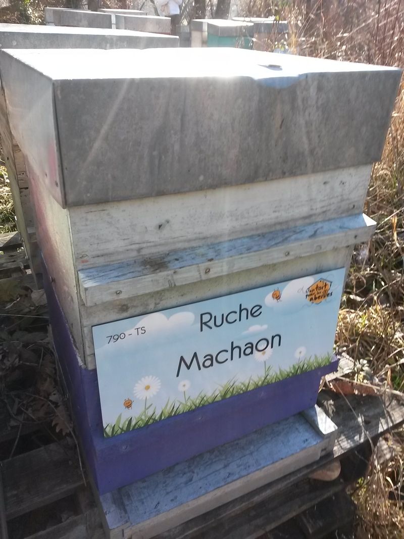 La ruche Machaon