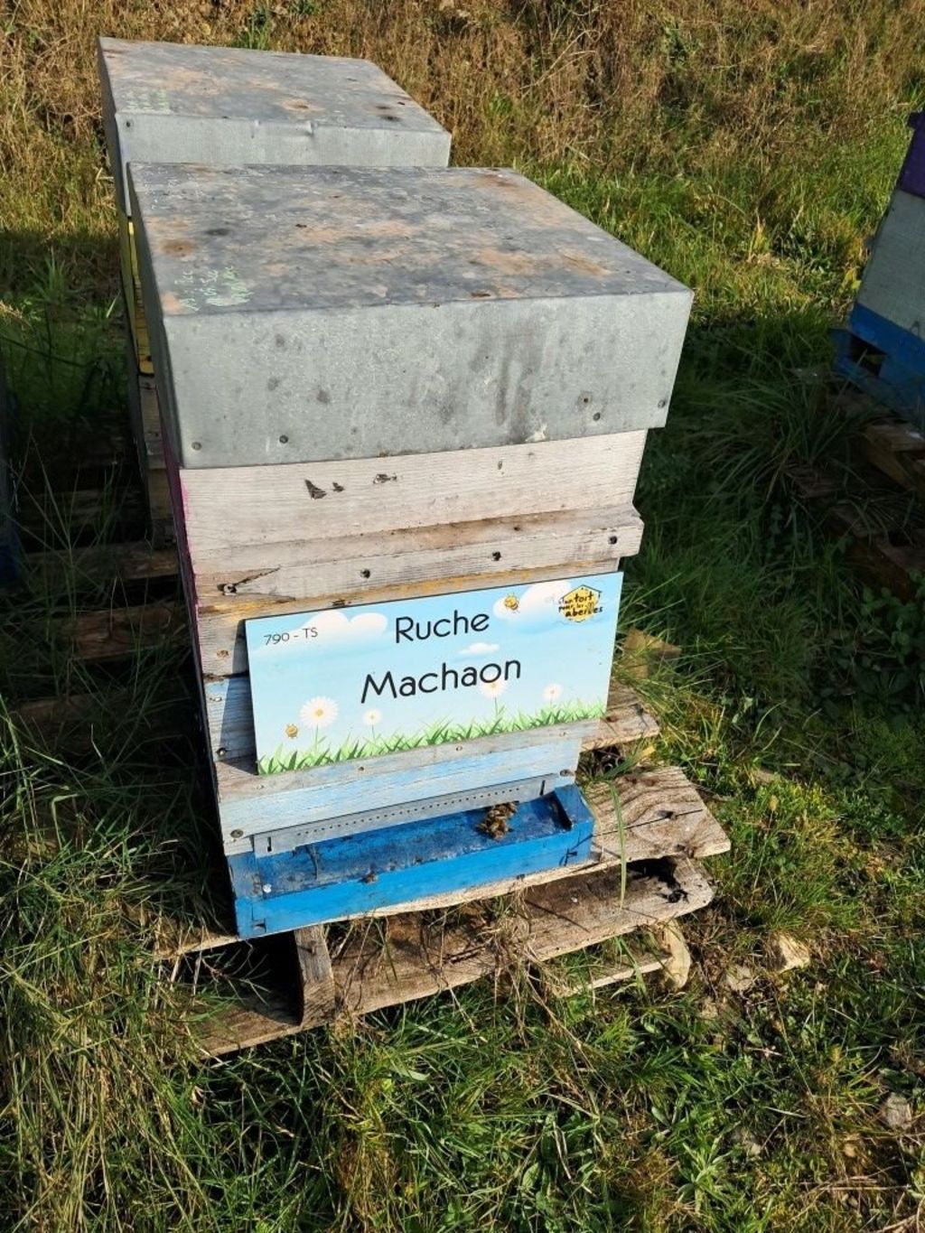 La ruche Machaon