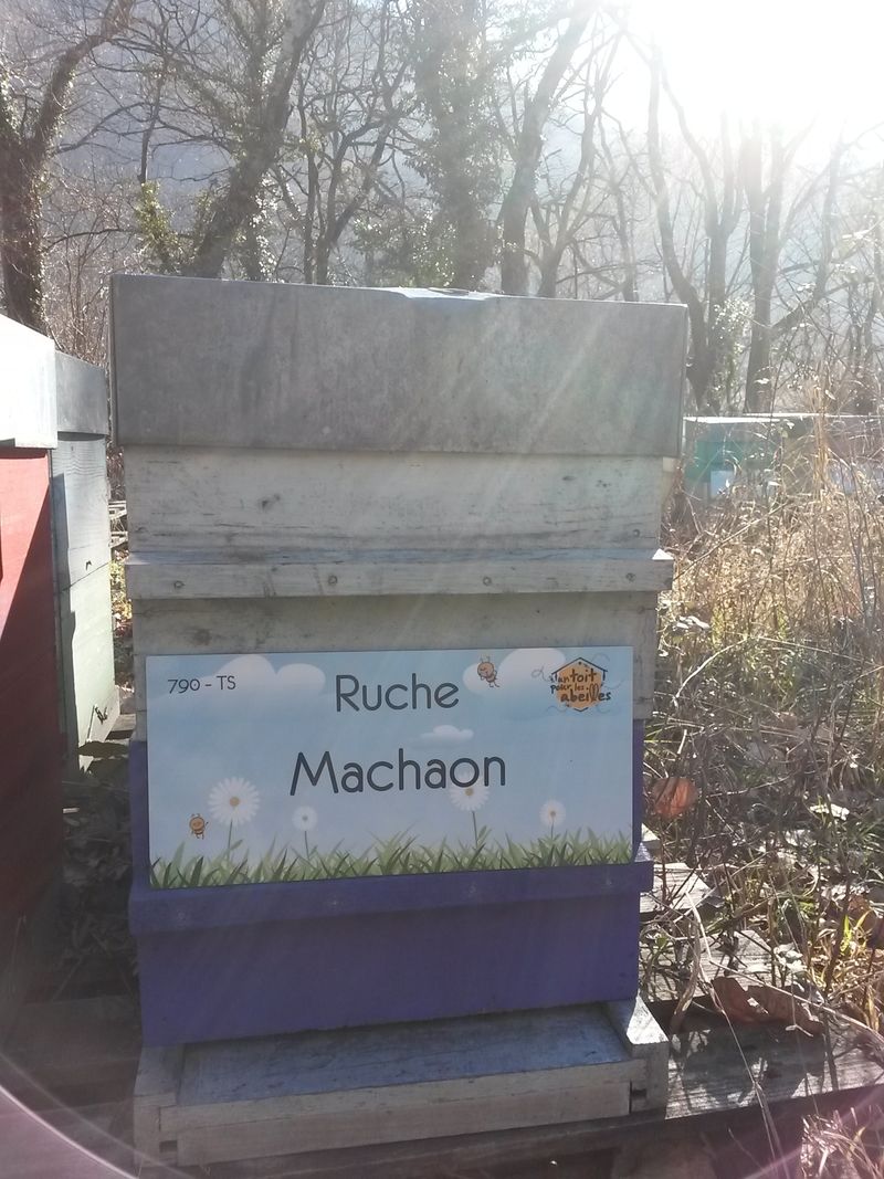 La ruche Machaon