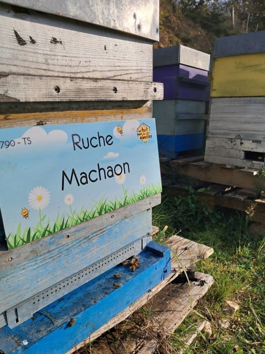 La ruche Machaon