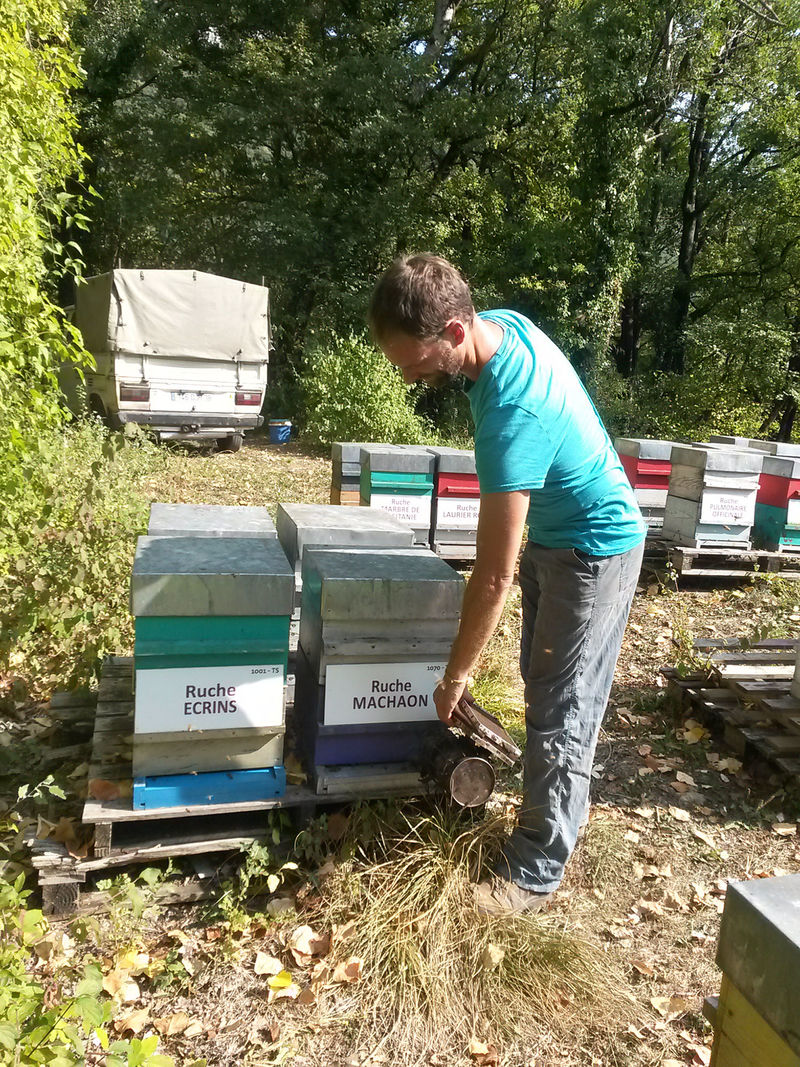 La ruche Machaon