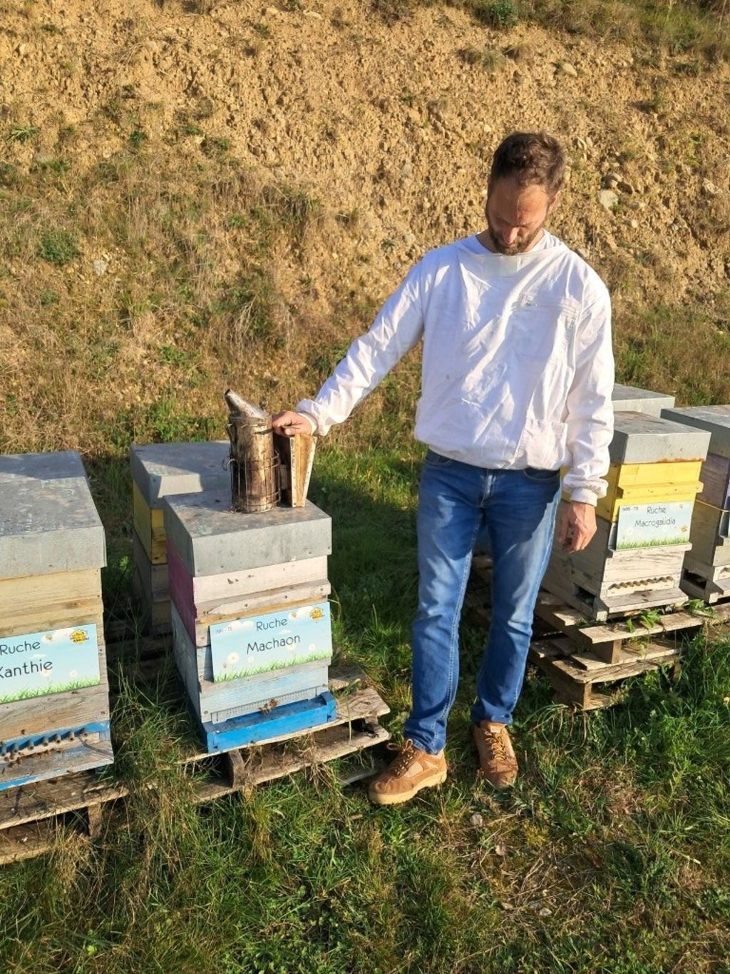 La ruche Machaon