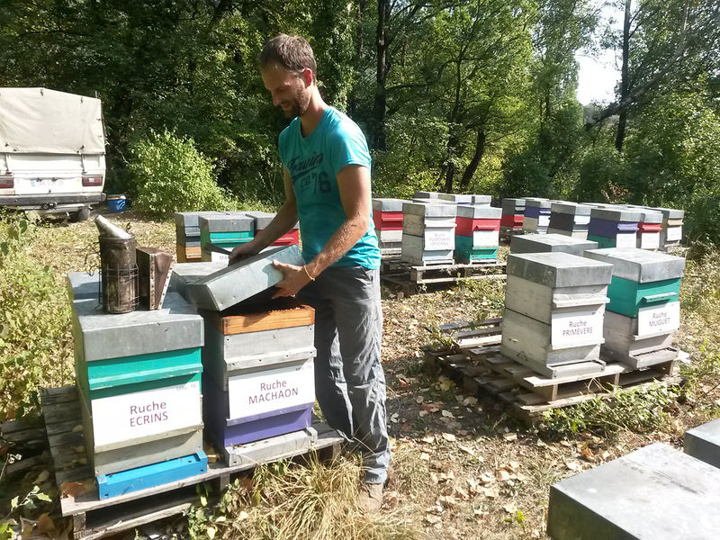 La ruche Machaon