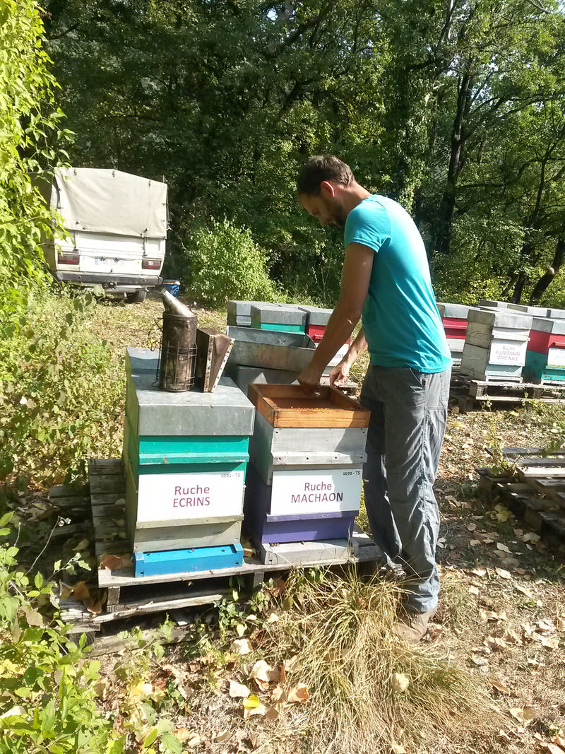 La ruche Machaon