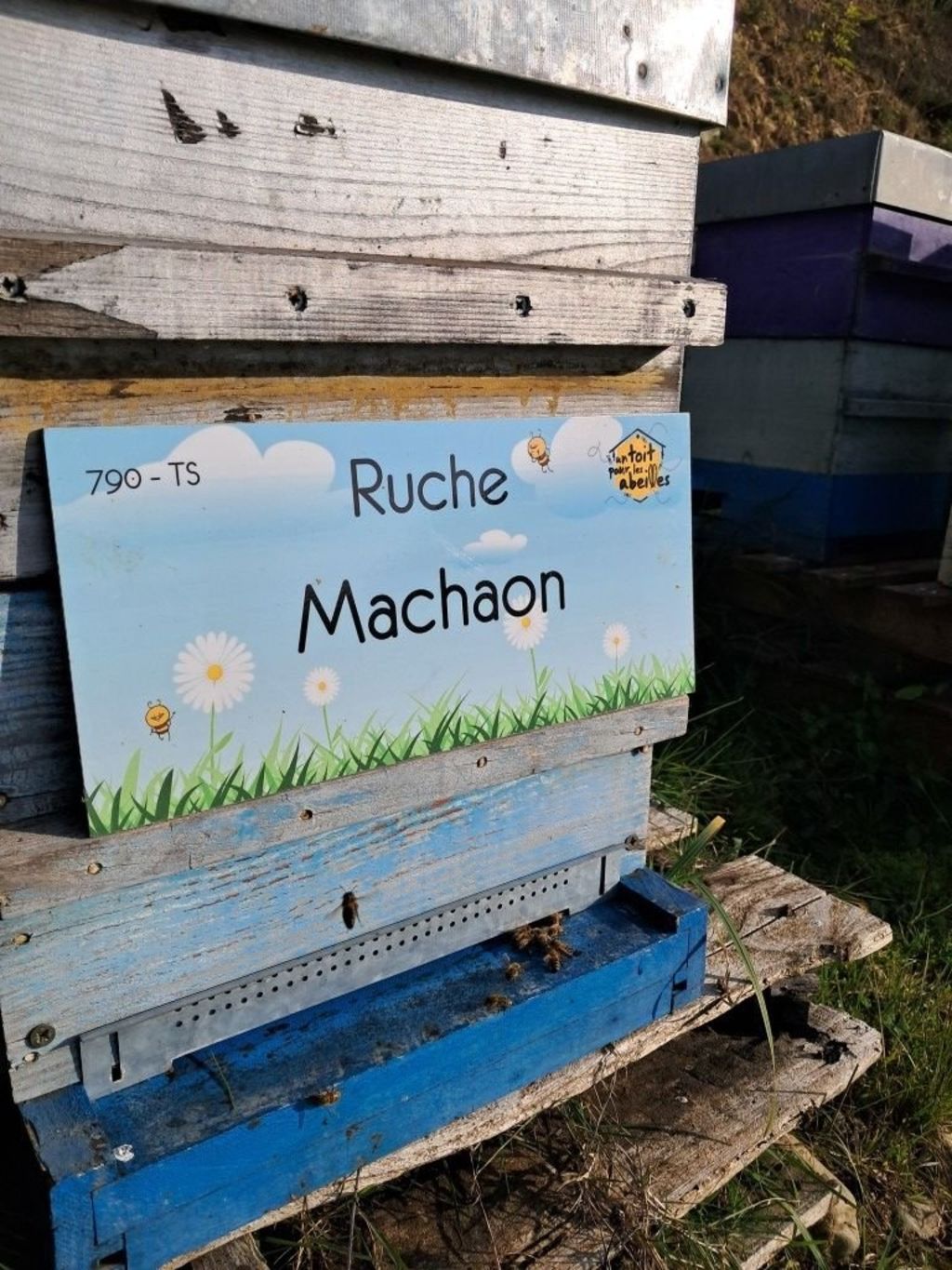 La ruche Machaon