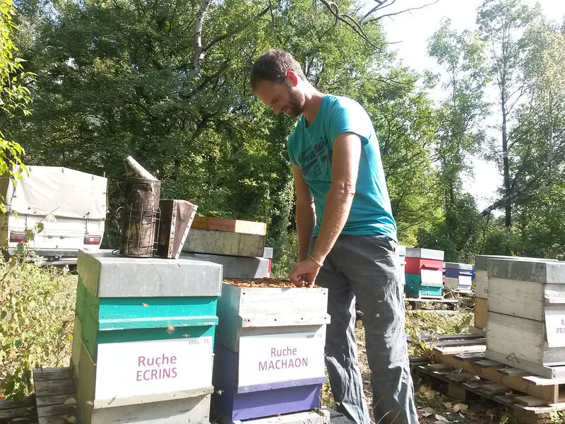 La ruche Machaon