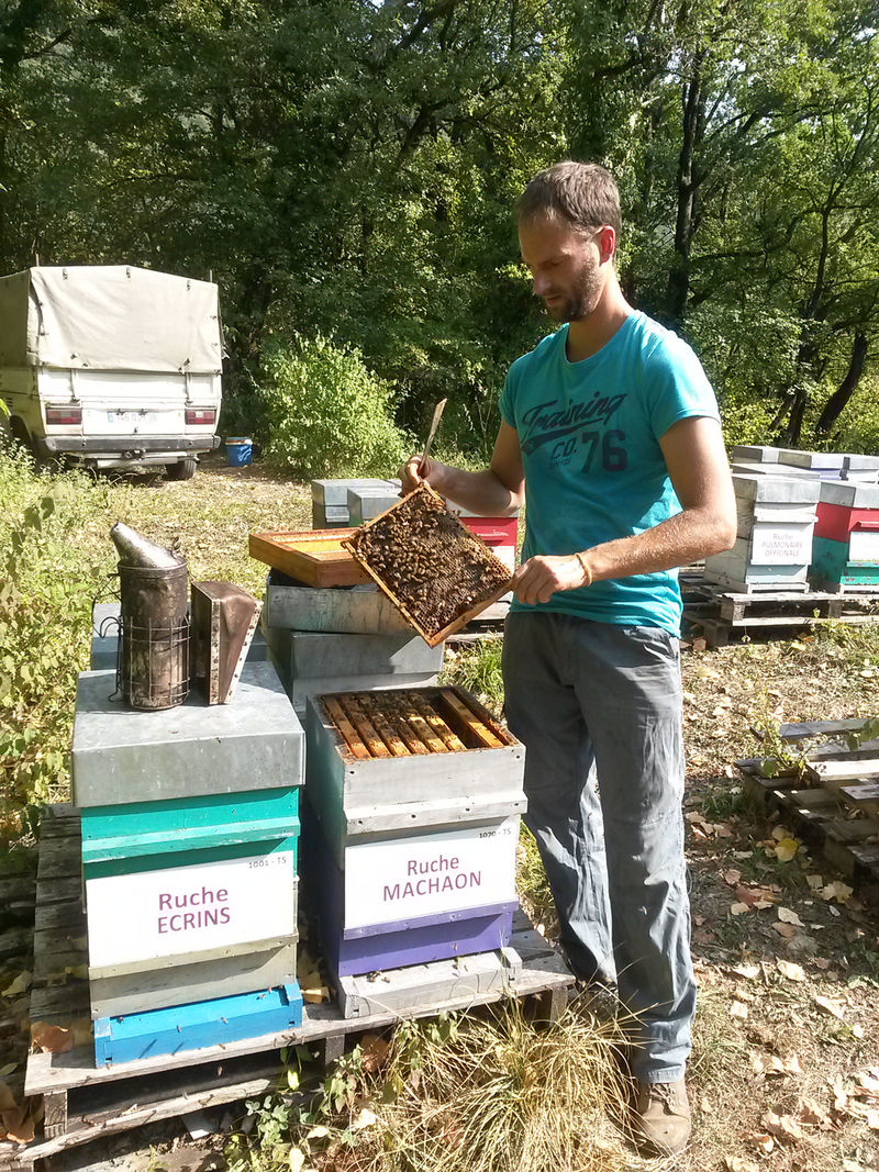 La ruche Machaon