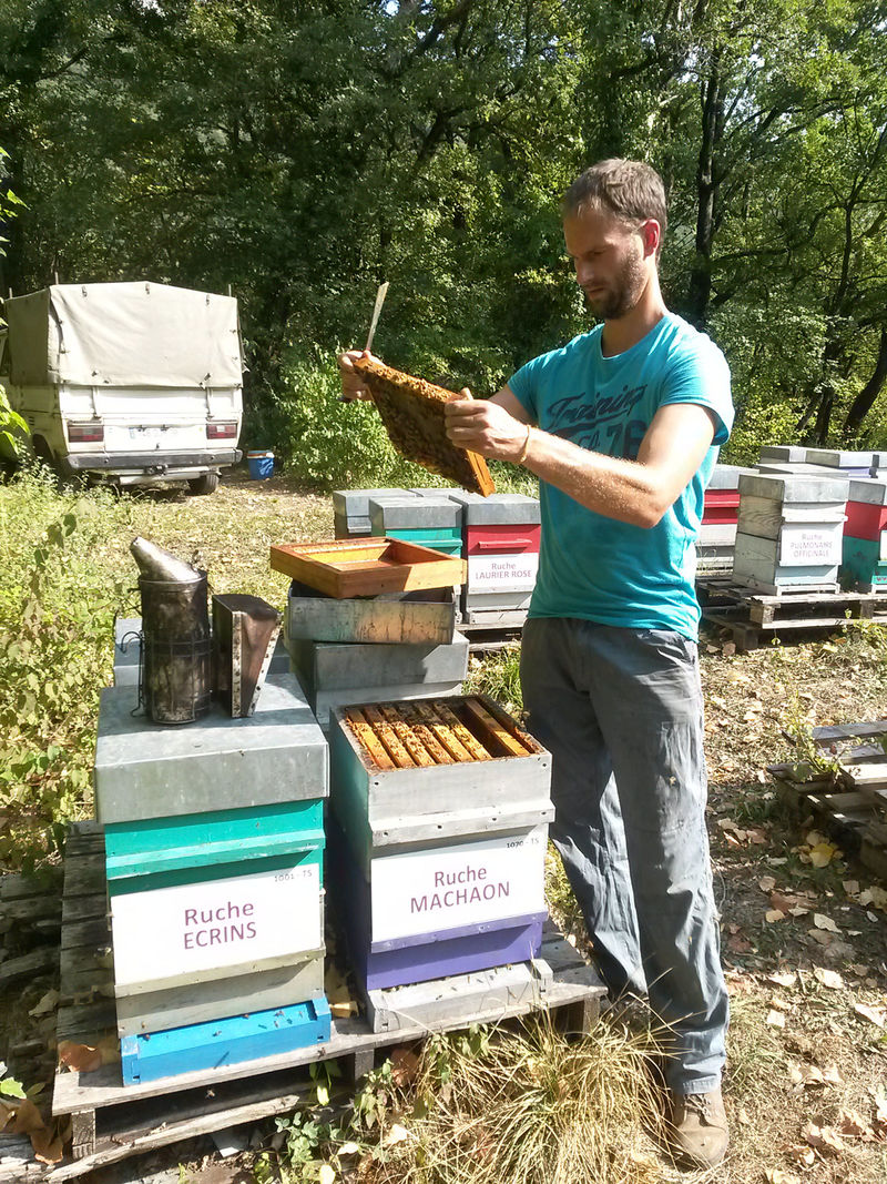 La ruche Machaon