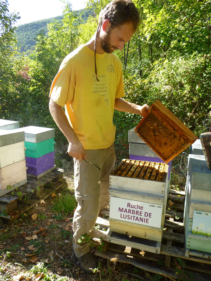La ruche Marbre de lusitanie