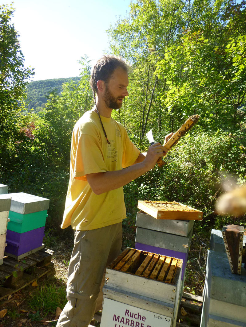 La ruche Marbre de lusitanie