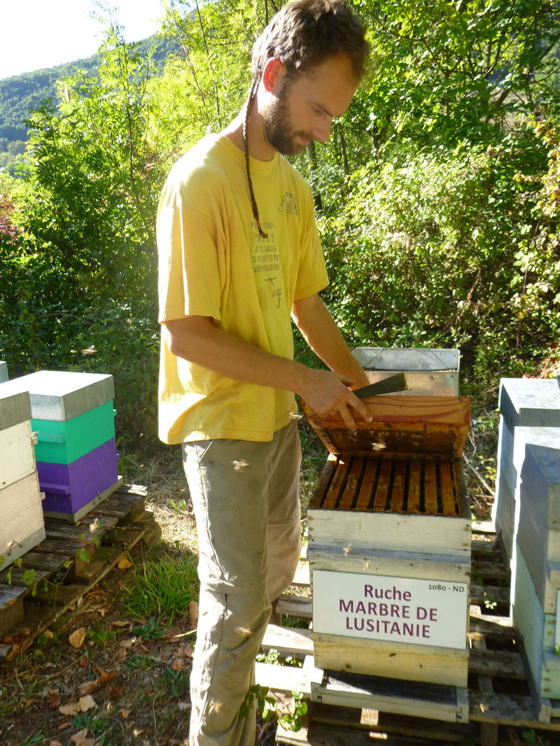 La ruche Marbre de lusitanie