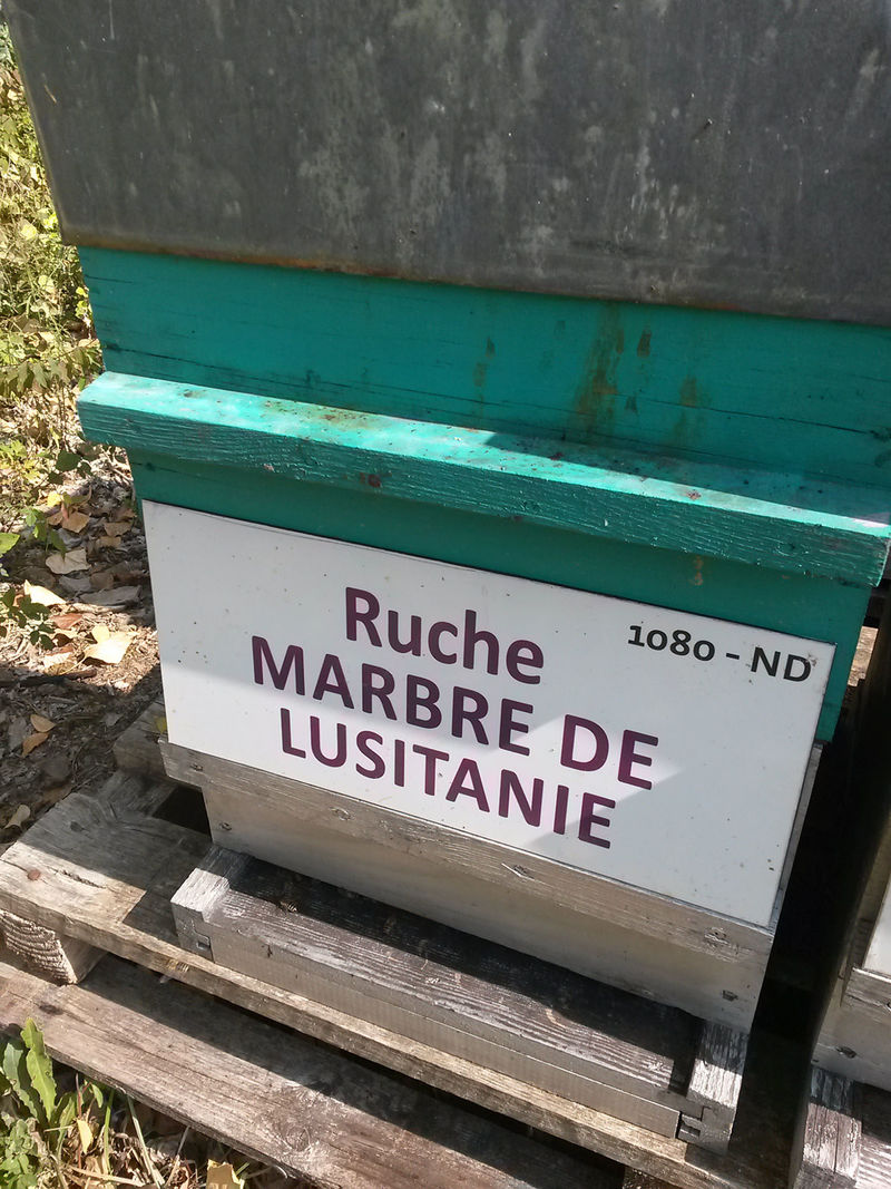 La ruche Marbre de lusitanie