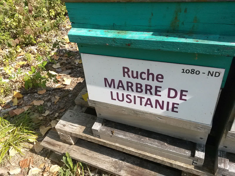 La ruche Marbre de lusitanie