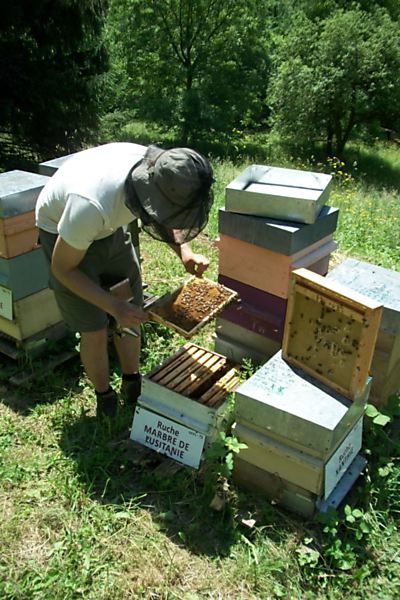 La ruche Marbre de lusitanie