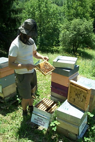 La ruche Marbre de lusitanie