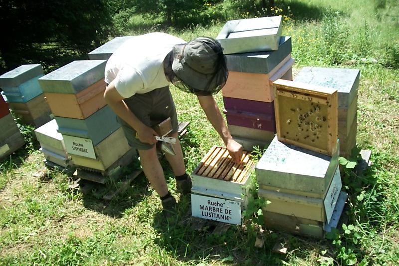 La ruche Marbre de lusitanie