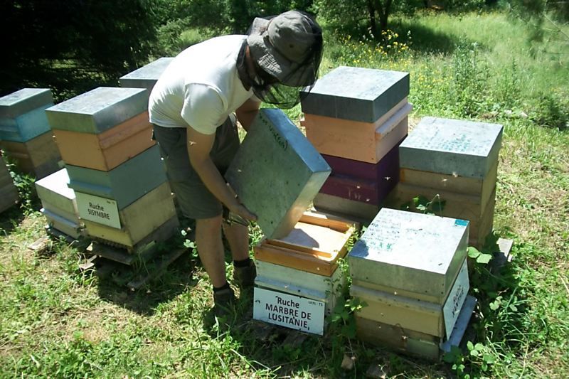 La ruche Marbre de lusitanie