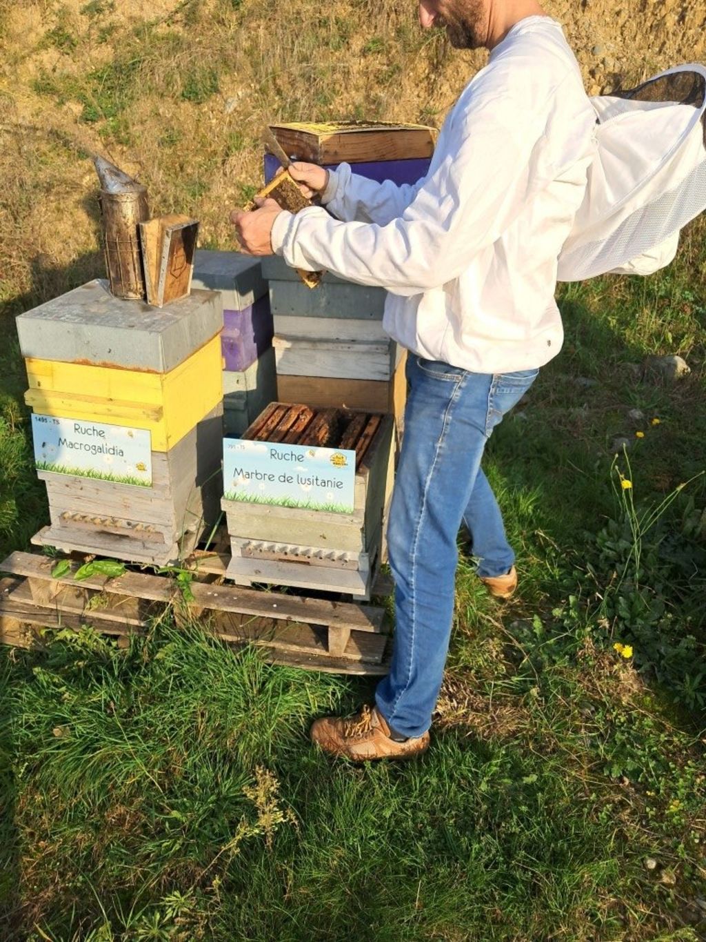 La ruche Marbre de lusitanie
