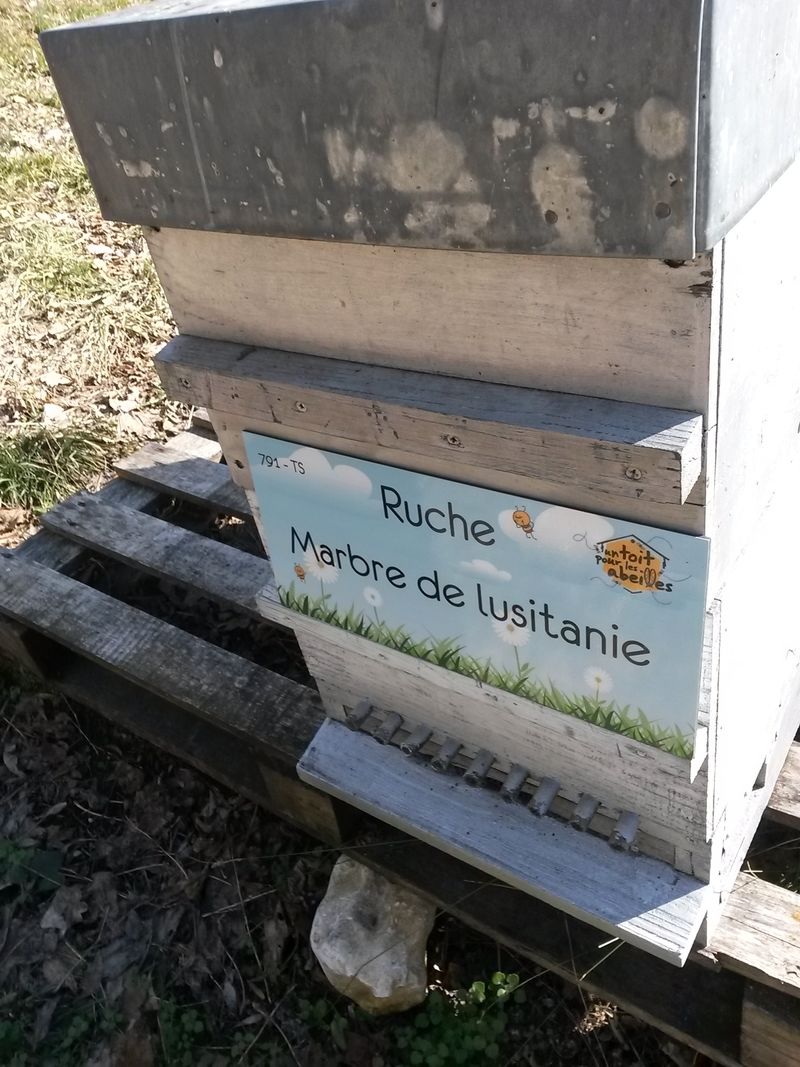 La ruche Marbre de lusitanie