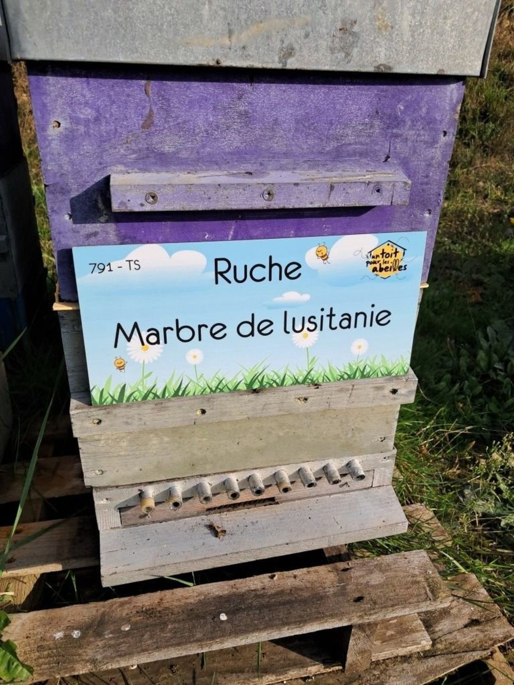 La ruche Marbre de lusitanie