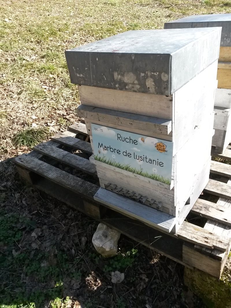 La ruche Marbre de lusitanie