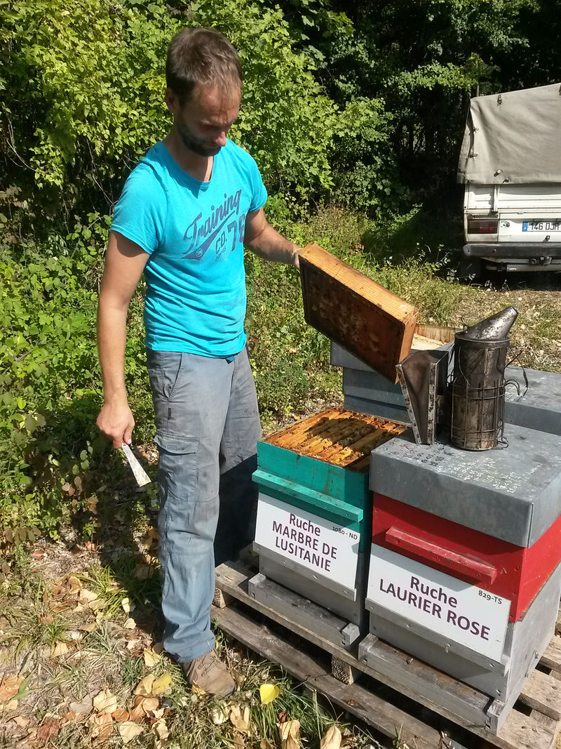 La ruche Marbre de lusitanie