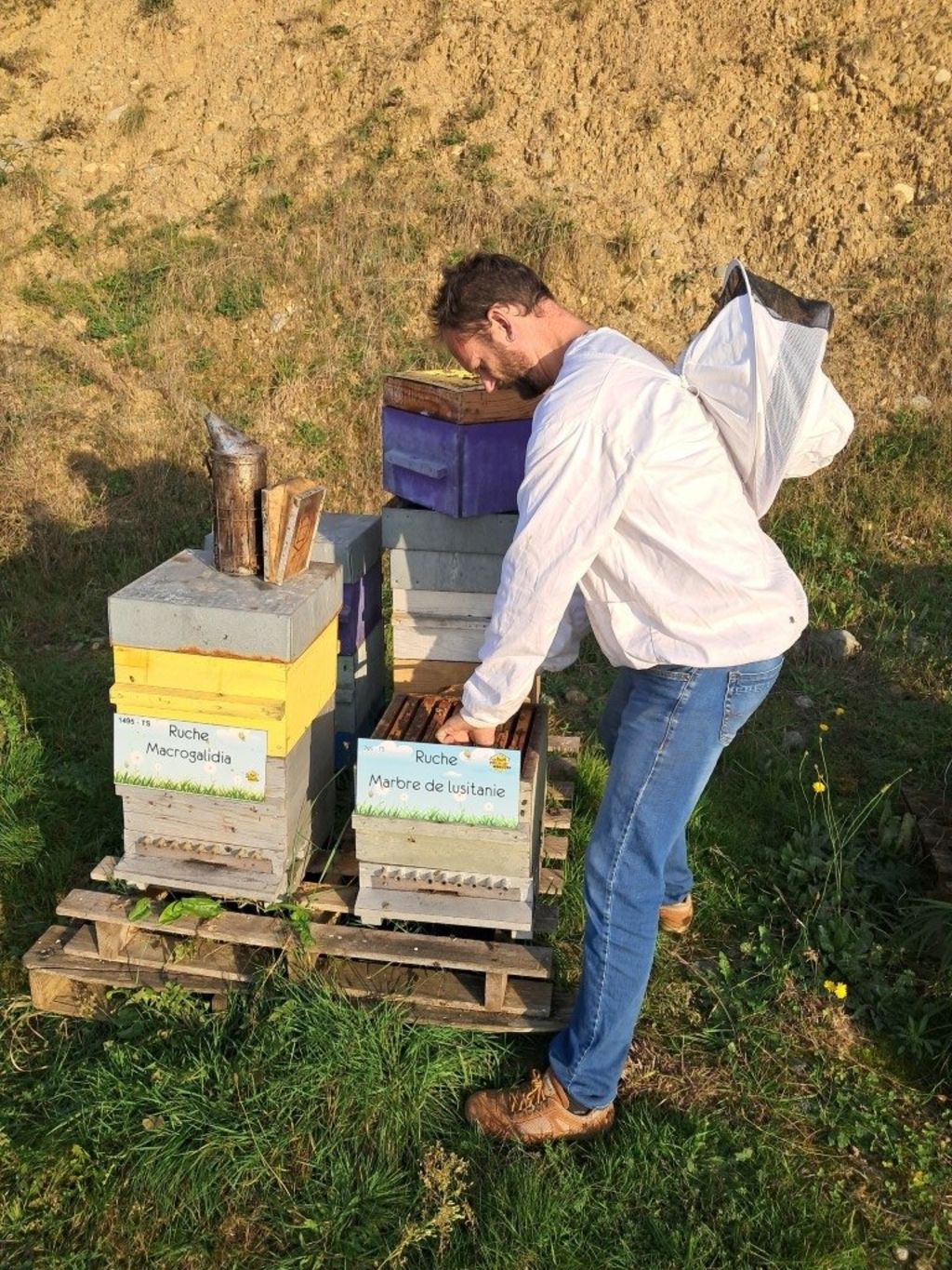 La ruche Marbre de lusitanie