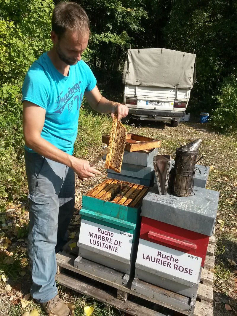 La ruche Marbre de lusitanie