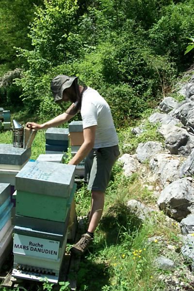 La ruche Mars danudien