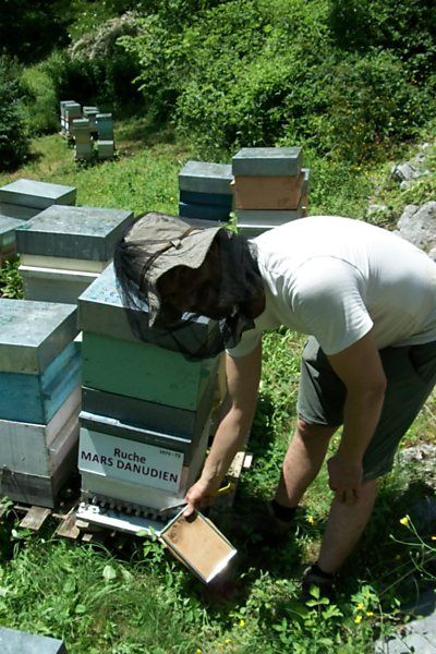 La ruche Mars danudien